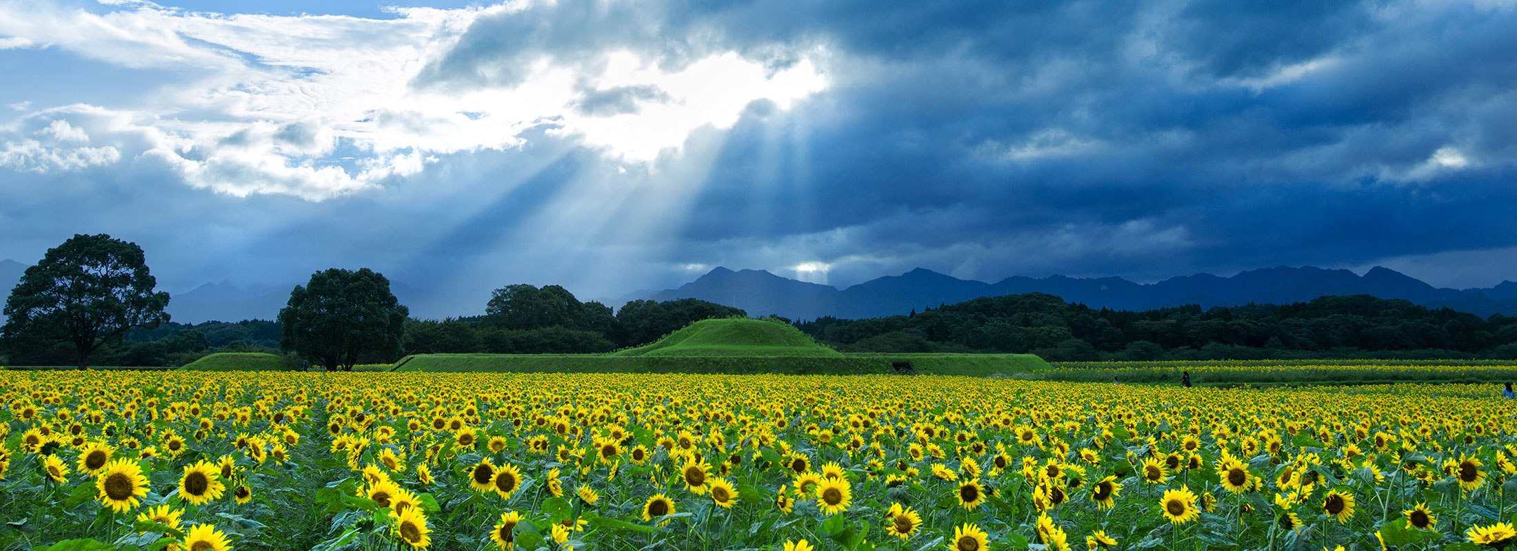 西都原のヒマワリ
