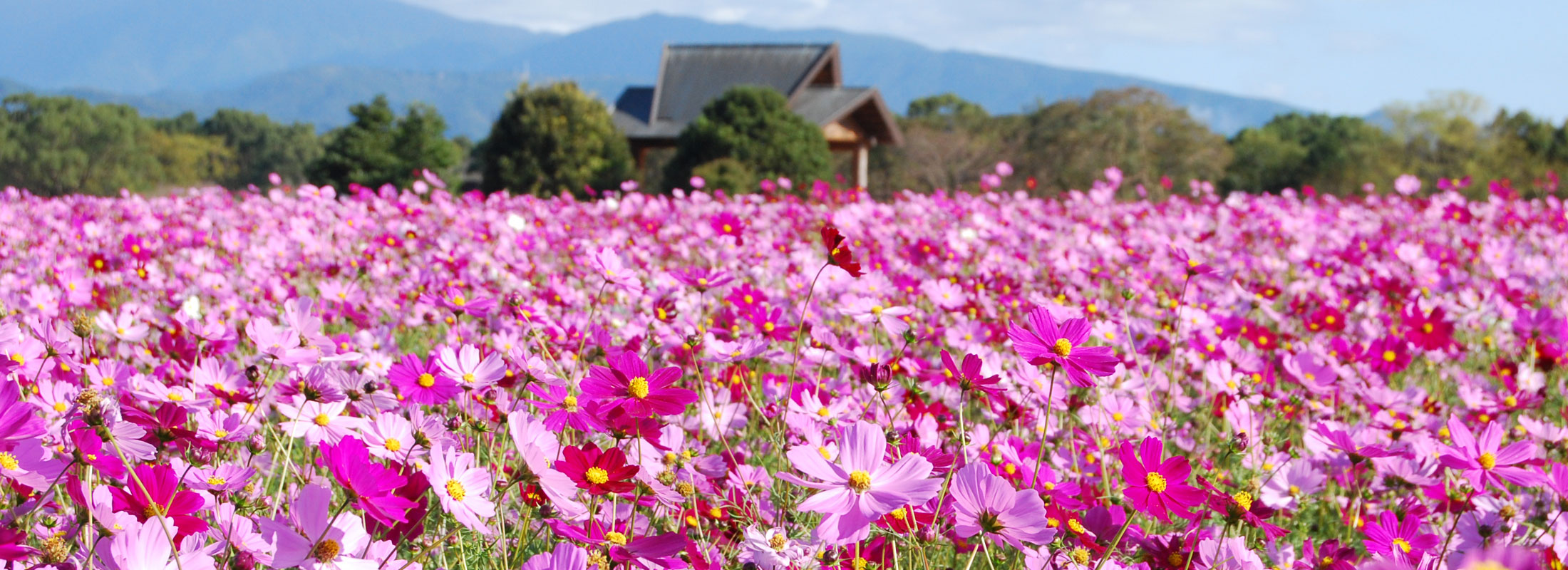 西都原のコスモス