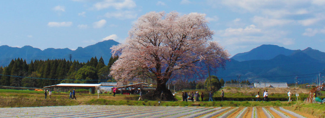 大坪の一本桜