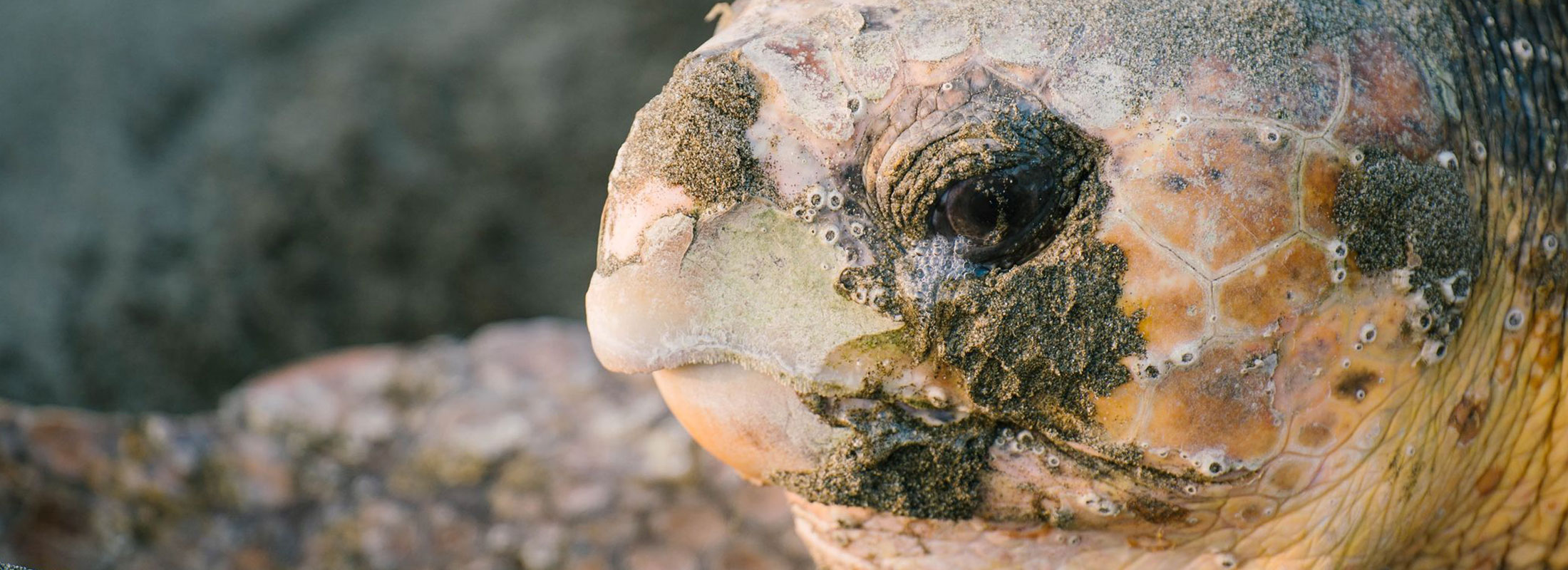 カタパルトタートル