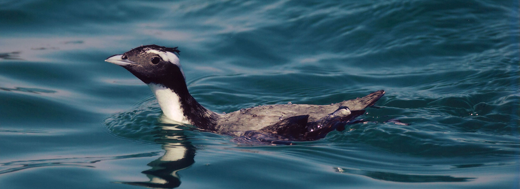 カンムリウミスズメ