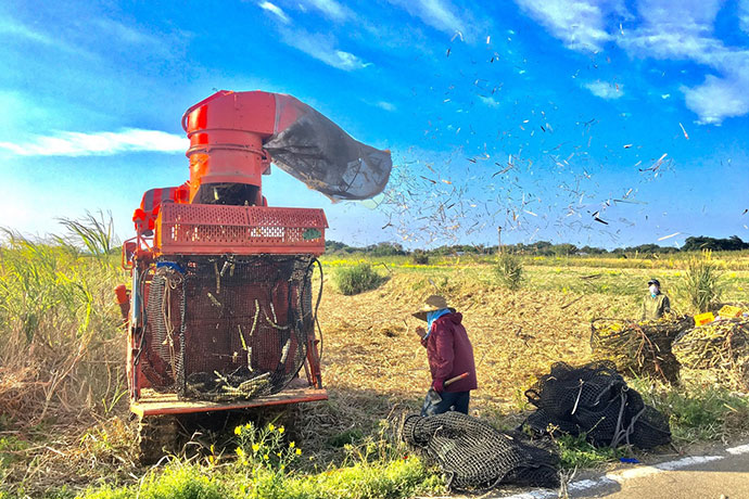 サトウキビの大型機械による収穫