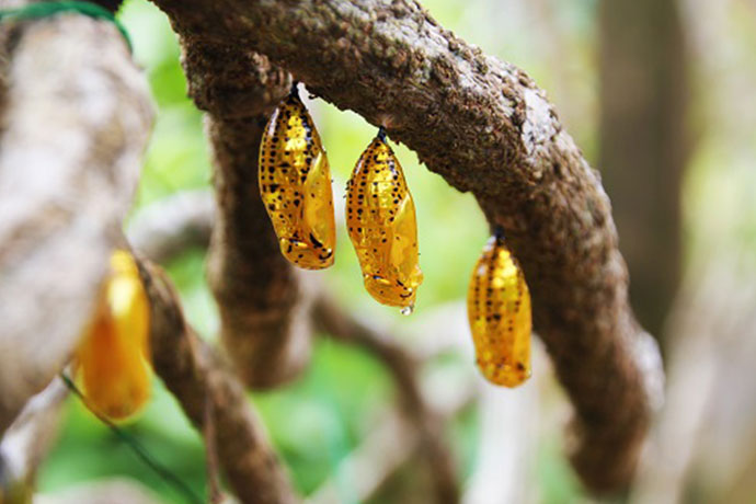 オオゴマダラの金色の蛹