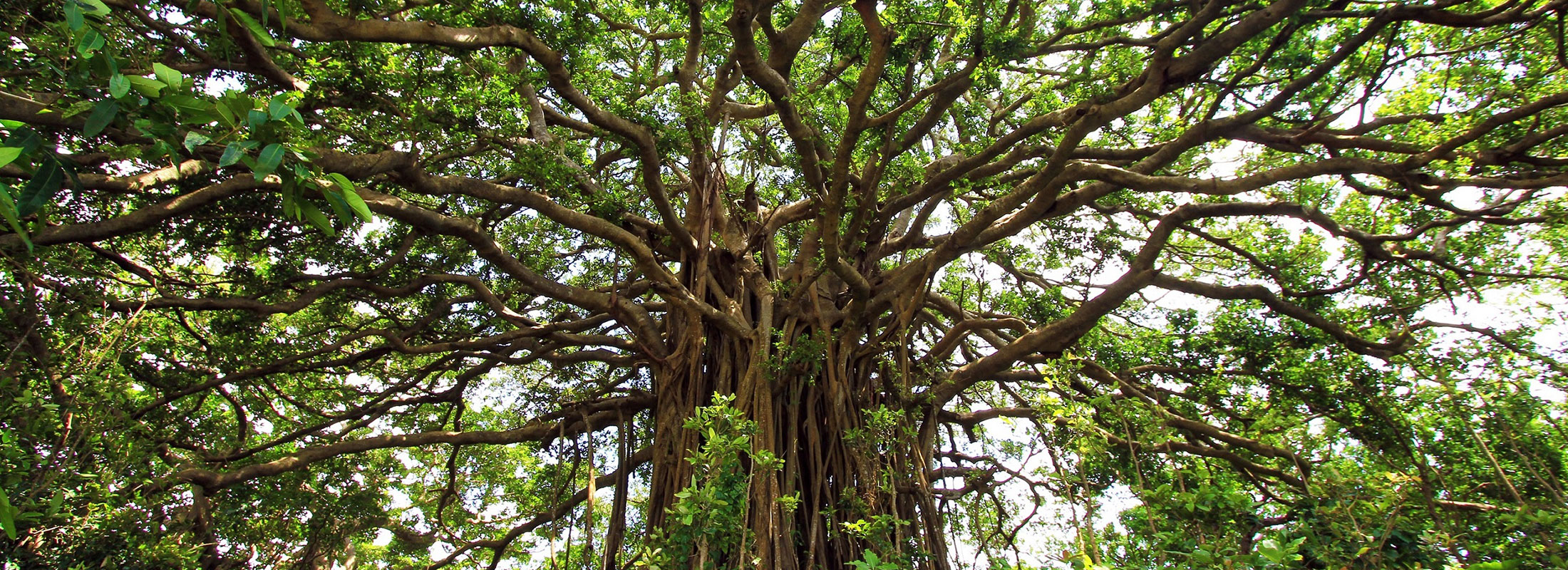 ガジュマル巨木