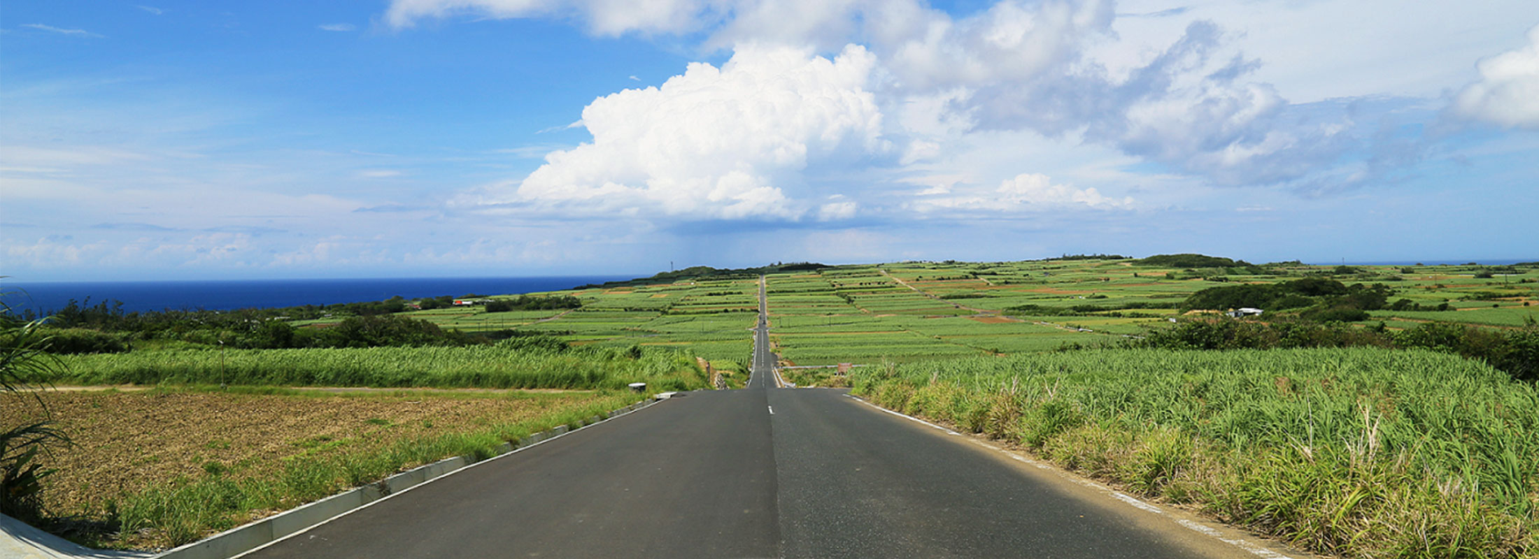 サトウキビ畑の一本道