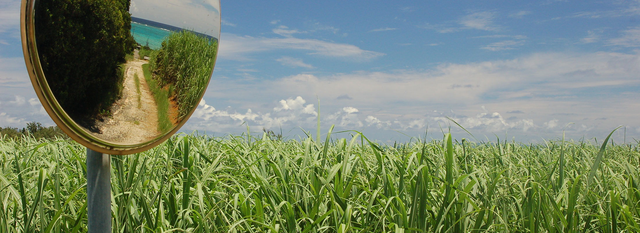 さとうきび畑とミラー