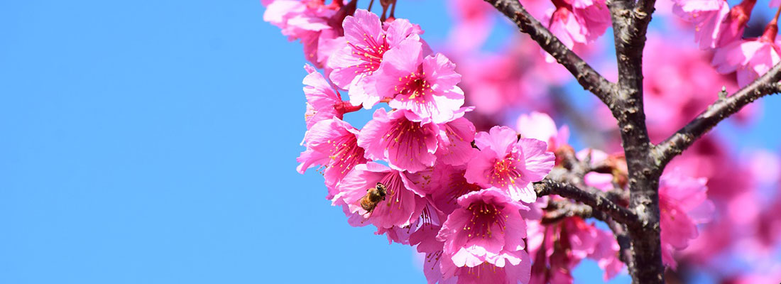 桜