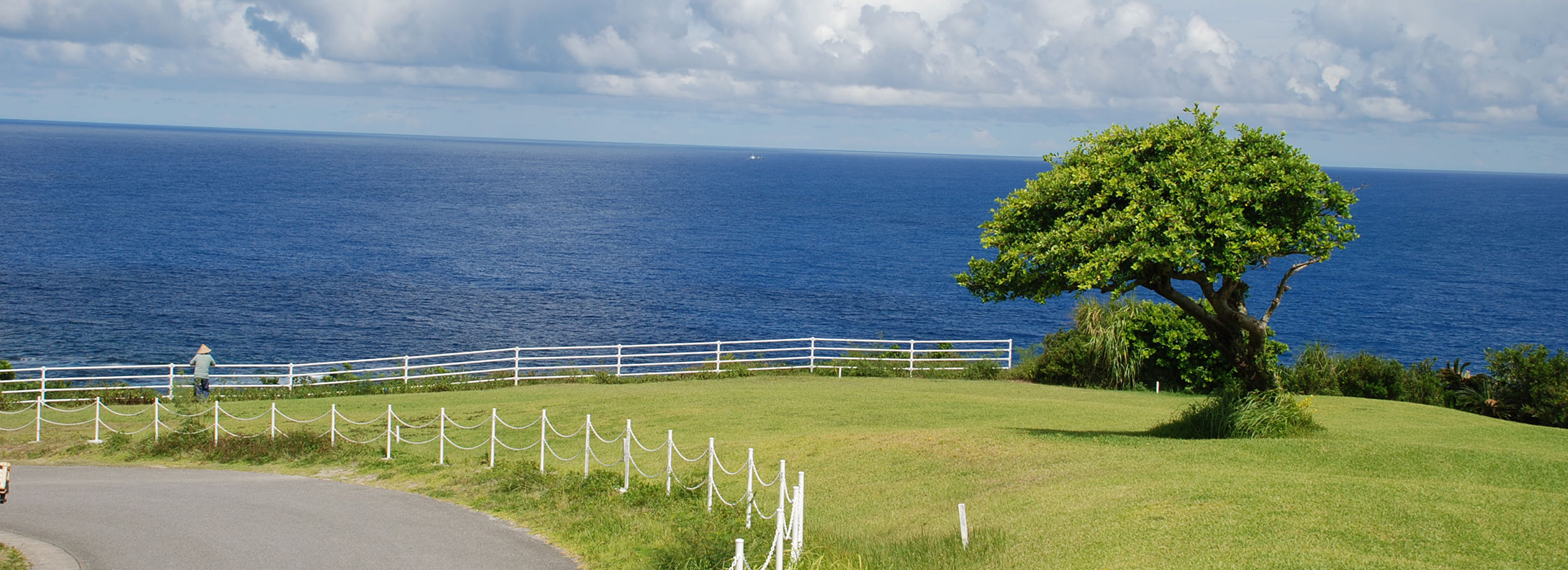 リンクスガジュマル