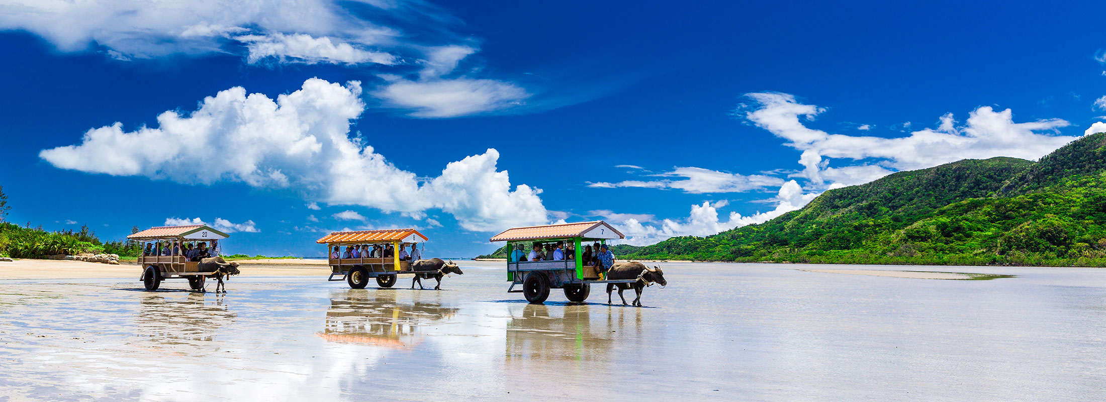 水牛車(由布島)