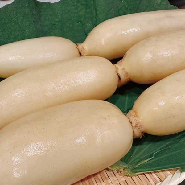 ＜高須農園＞ひかりれんこん1kg（黒化粧箱入）【三越伊勢丹選定】
