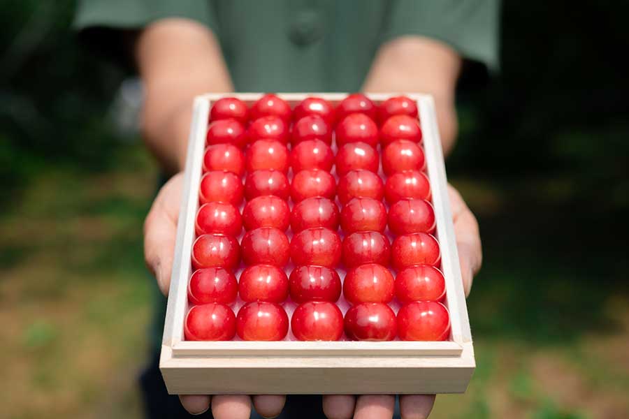 ＜アンスリーファーム＞山形県産 さくらんぼ 佐藤錦 特秀品 / 手詰1段 2Lサイズ 300g