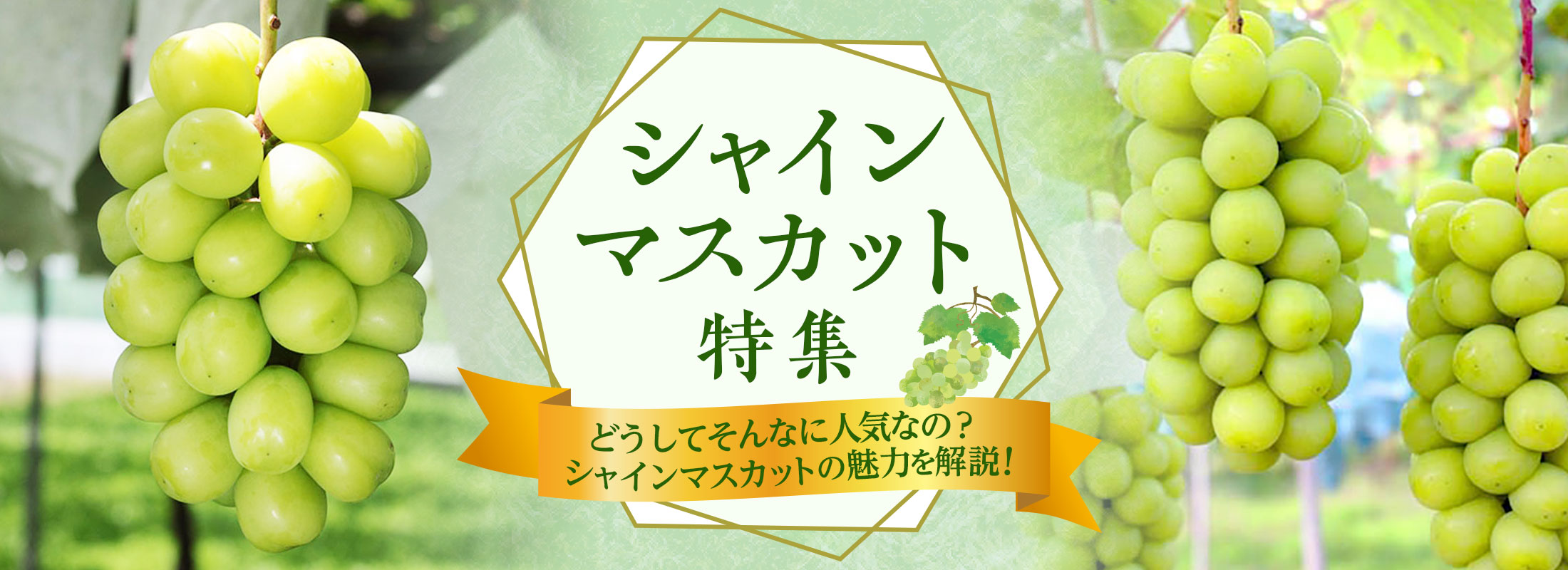 シャインマスカット特集 〜どうしてそんなに人気なの？シャインマスカットの魅力を解説！〜